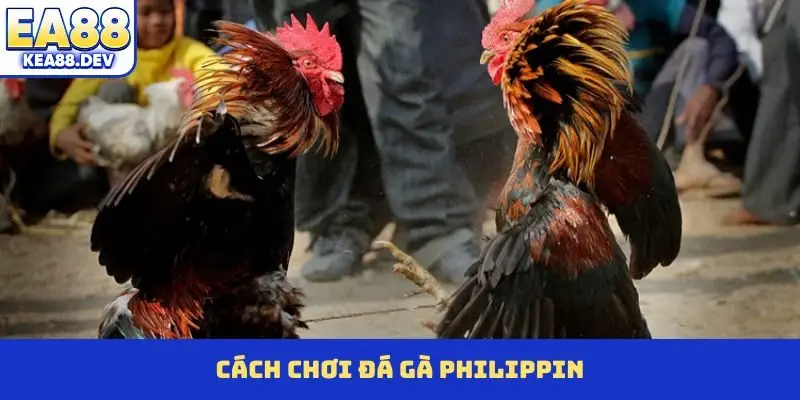 Đá Gà Philippin - Đỉnh Cao Những Trận Chiến Rực Lửa - LUCKYPRISM.SURF