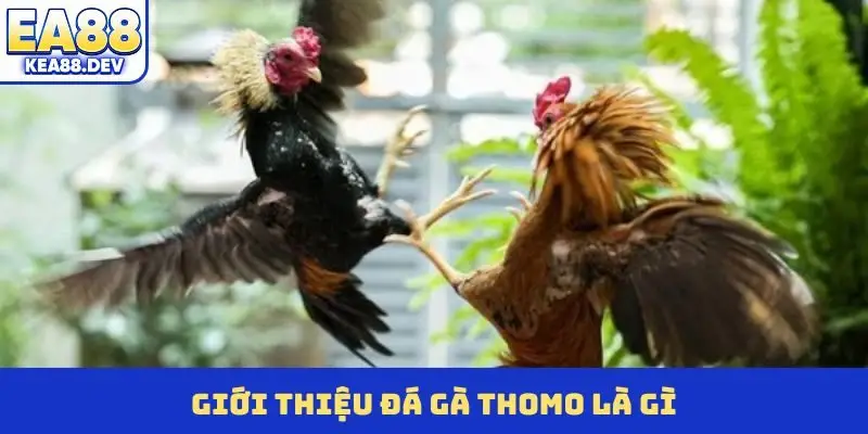 Đá Gà Thomo Trực Tuyến - Đấu Trường Cá Cược Sôi Động Nhất - LUCKYPRISM.SURF