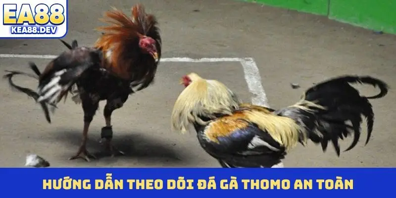 Đá Gà Thomo Trực Tuyến - Đấu Trường Cá Cược Sôi Động Nhất - LUCKYPRISM.SURF