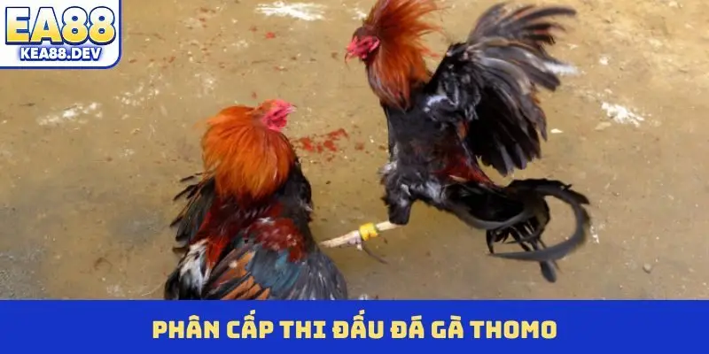 Đá Gà Thomo Trực Tuyến - Đấu Trường Cá Cược Sôi Động Nhất - LUCKYPRISM.SURF